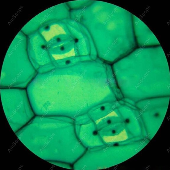 AmScope M148 시리즈 생물 과학 학생용 단안  - Microscope Compound 40X 리뷰 및 가격